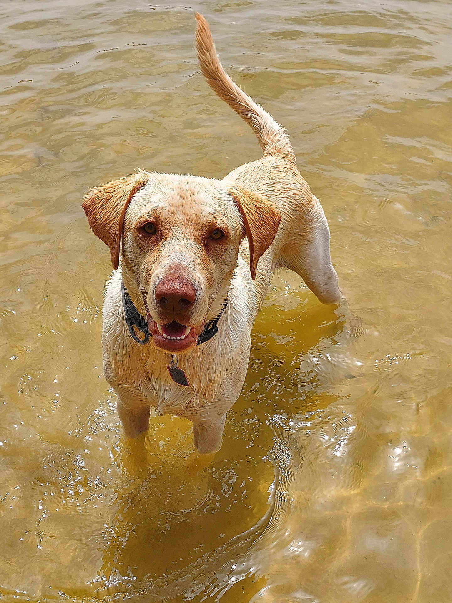 Buddy