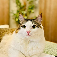 Arrow joined the competition — help win amazing prizes! animal, blurred_background, cat, closeup, curious, cute, domestic, feline, fluffy, green_plant, indoor, laying, papers, pet, portrait, relaxed, soft, tabby, table, white