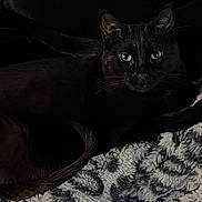 Axel is registered to the contest to win money with this photo: animal, black_cat, blanket, cat, comfort, cozy, dark, eyes, feline, fur, indoor, laying, patterned_blanket, pet, quiet, relaxed, resting, soft_texture, tail, whiskers