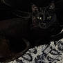 animal, black_cat, blanket, cat, comfort, cozy, dark, eyes, feline, fur, indoor, laying, patterned_blanket, pet, quiet, relaxed, resting, soft_texture, tail, whiskers