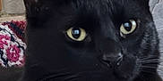 Axel joined the competition — help win amazing prizes! alert, animal, black_cat, blanket, cat, close_up, cozy, cute, domestic, dressing_table, ears, feline, fur, indoor, pet, portrait, reflection, soft_light, whiskers, yellow_eyes