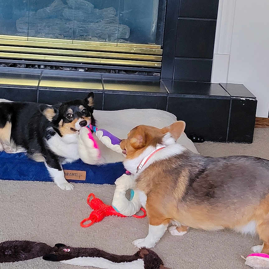 Pergi Nix is registered to the contest to win money with this photo: animal, black_tile, canine, carpet, companions, corgi, cute, dog, domestic_animal, fireplace, friendship, furniture, indoor, living_room, mammal, pet, playful, playing, toy, tug_of_war