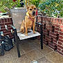 dog, chair, harness, patio, brick_wall, tile_floor, water_bowl, plant, leafy_tree, outdoor, sunlight, pet, canine, smiling, seated, daylight, backyard, metal, red_flower, black_bag