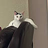 Winston joined the competition — help win amazing prizes! animal, black_spots, casual, cat, chair, curious, domestic, furniture, home, indoor, leather, looking, lounging, paw, pet, relaxed, resting, texture, wall, white_cat