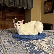 Winston is registered to the contest to win money with this photo: animal, bamboo_blinds, black_markings, blue_cloth, cat, cozy, curtain, domestic, feline, framed_picture, furniture, indoor, mammal, pet, resting, table, tablecloth, wall, white_cat, window