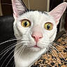animal, background_blur, black_markings, cat, close_up, closeup, countertop, curious, domestic_cat, face, feline, indoor, looking, pet, pink_nose, portrait, table, whiskers, white_fur, yellow_eyes