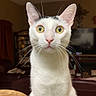 Winston is registered to the contest to win money with this photo: animal, black_markings, cat, ceiling_fan, closeup, curious, domestic_cat, ears, furniture, granite_countertop, indoor, living_room, pet, sitting, staring, table, watermelon, whiskers, white_cat, wide_eyes