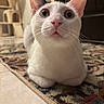 animal, carpet, cat, cat_tree, close_up, curious, door, ears, eyes, feline, floor, home, indoor, nose, patterned_rug, pet, resting, tile_floor, whiskers, white_cat