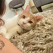 Enzo joined the competition — help win amazing prizes! cat, ginger_cat, white_cat, indoor, rug, fluffy_rug, living_room, chair, plant, tattoo, human_arm, close_up, pet, curious, relaxed, furniture, floor, cozy, domestic_animal, portrait