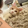 cat, ginger_cat, white_cat, indoor, rug, fluffy_rug, living_room, chair, plant, tattoo, human_arm, close_up, pet, curious, relaxed, furniture, floor, cozy, domestic_animal, portrait