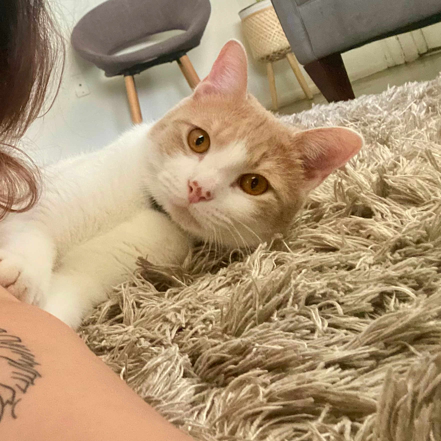 Enzo