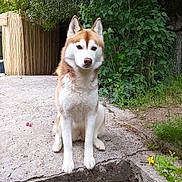üshkah a rejoint le concours — aidez-le/la à gagner de superbes lots ! animal, attentive, calm, canine, concrete, daylight, dog, ears, face, fur, greenery, leafy, mammal, nature, outdoor, paw, pet, plant, siberian_husky, sitting