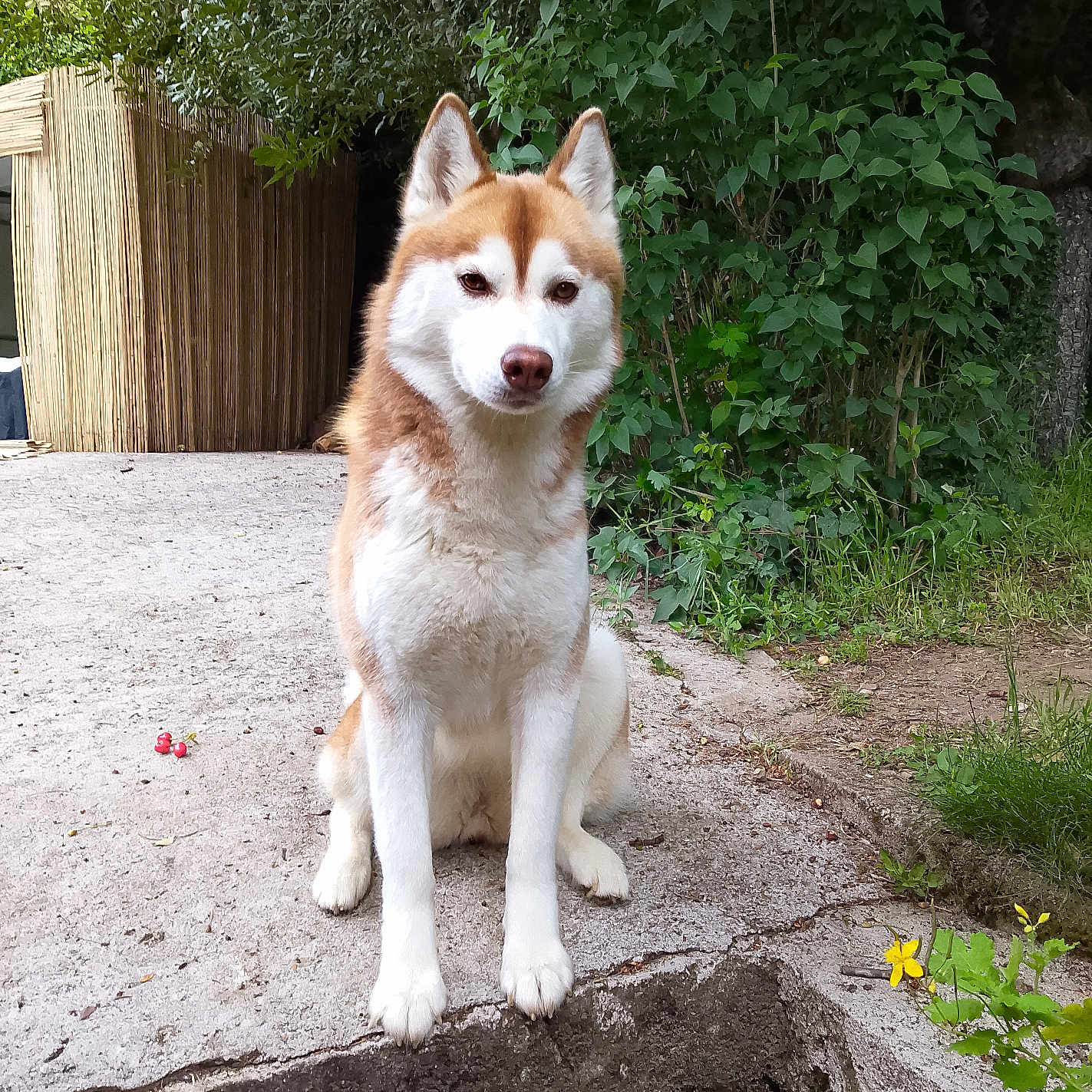 üshkah a rejoint le concours — aidez-le/la à gagner de superbes lots ! animal, attentive, calm, canine, concrete, daylight, dog, ears, face, fur, greenery, leafy, mammal, nature, outdoor, paw, pet, plant, siberian_husky, sitting