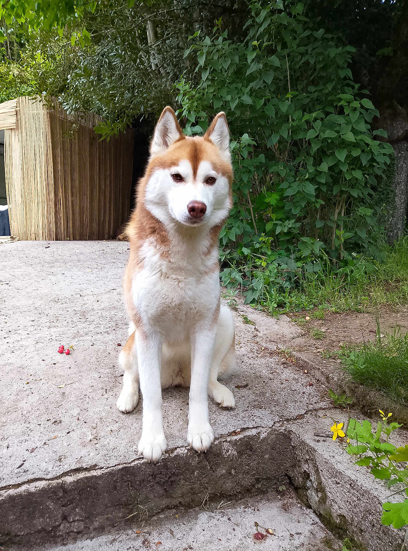 üshkah a rejoint le concours — aidez-le/la à gagner de superbes lots ! animal, attentive, calm, canine, concrete, daylight, dog, ears, face, fur, greenery, leafy, mammal, nature, outdoor, paw, pet, plant, siberian_husky, sitting