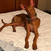 Auri is registered to the contest to win money with this photo: dog, bed, indoor, brown_dog, large_ears, collar, pet, animal, furniture, blanket, resting, looking, canine, domestic_animal, bedroom, comfort, cute, lying_down, paw, relaxed