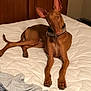 dog, bed, indoor, brown_dog, large_ears, collar, pet, animal, furniture, blanket, resting, looking, canine, domestic_animal, bedroom, comfort, cute, lying_down, paw, relaxed
