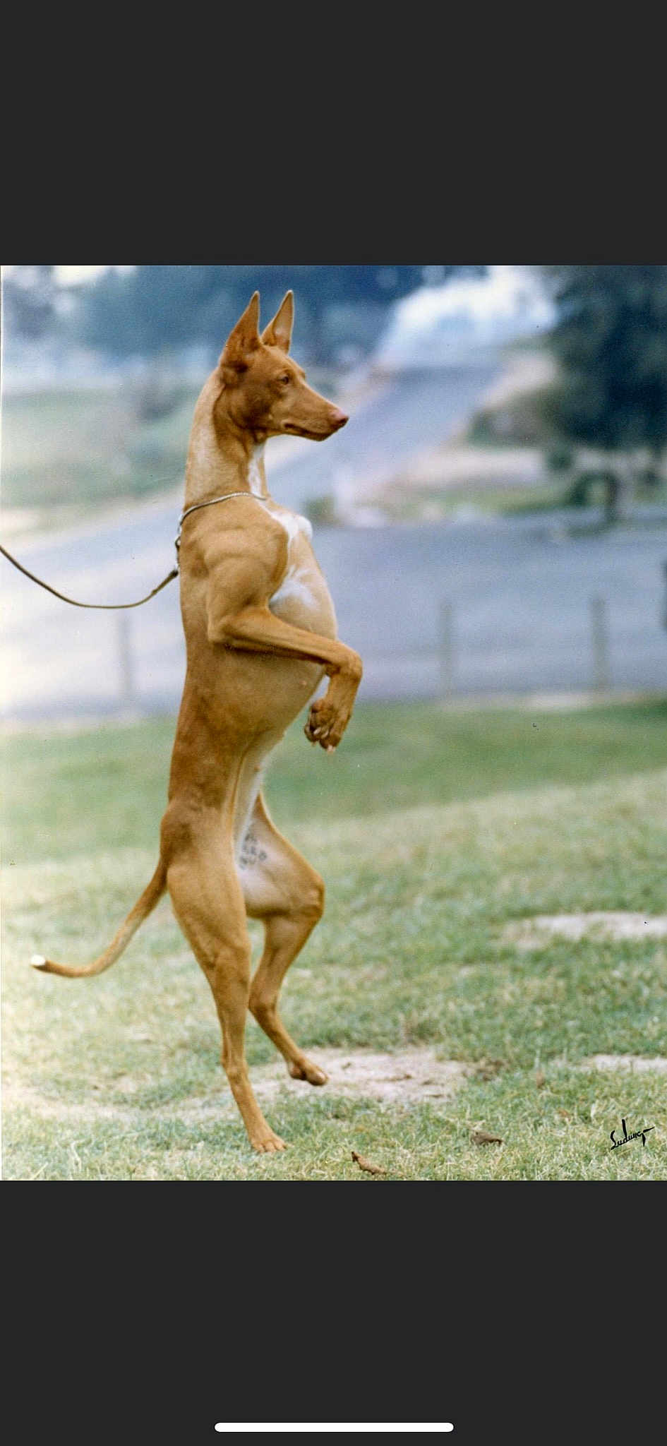 Roo