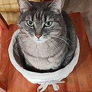 Pimousse a rejoint le concours — aidez-le/la à gagner de superbes lots ! basket, cat, chair, cozy, cute, domestic_animal, ears, feline, floor, fur, green_eyes, home, indoor, looking_up, nose, pet, resting, tabby, whiskers, wooden_furniture