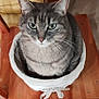 basket, cat, chair, cozy, cute, domestic_animal, ears, feline, floor, fur, green_eyes, home, indoor, looking_up, nose, pet, resting, tabby, whiskers, wooden_furniture