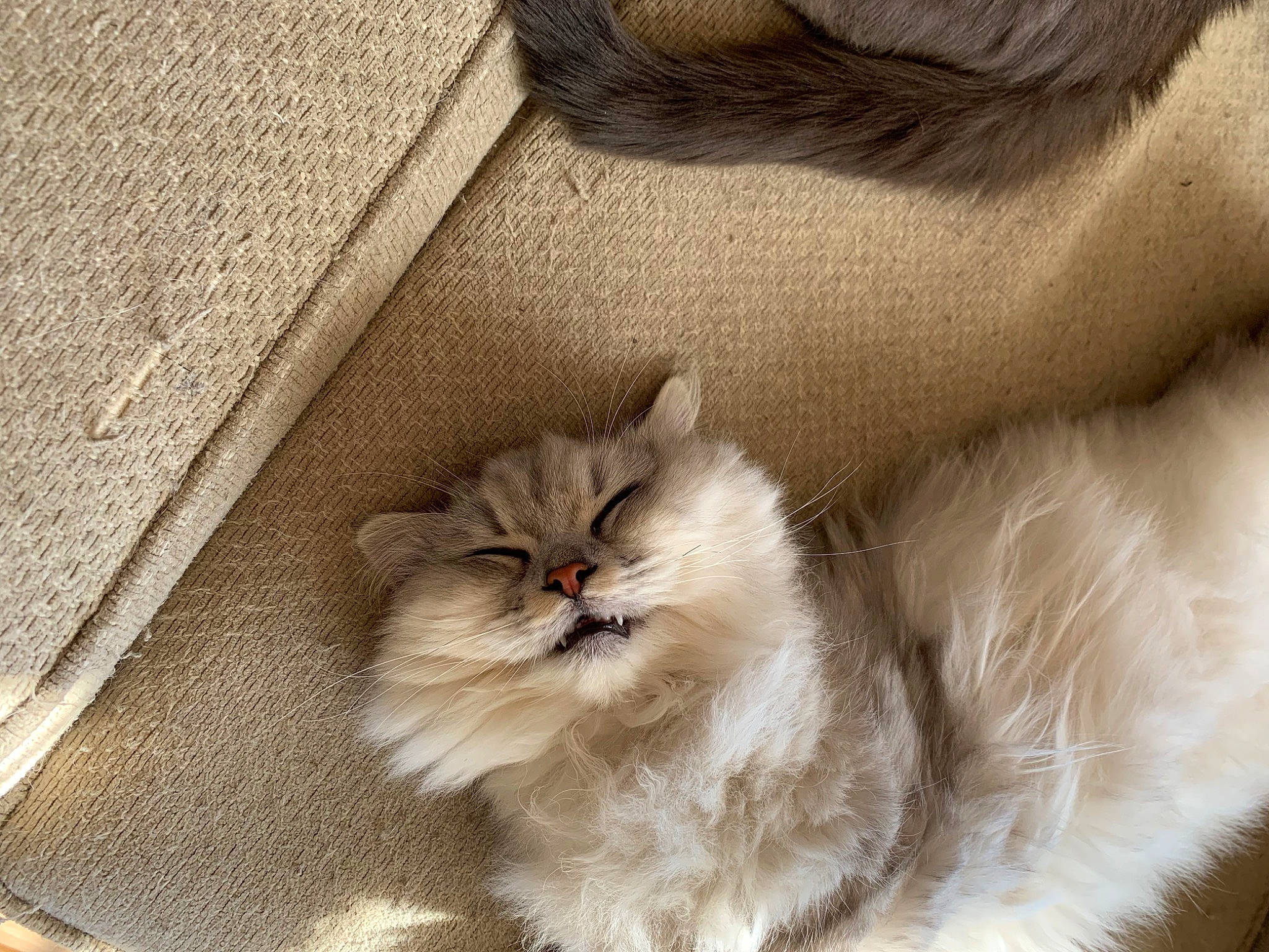 Charlie is registered to the contest to win money with this photo: british_longhair, carnivore, cat, claw, comfort, fawn, felidae, fur, grey, paw, persian, ragdoll, sitting, small_to_medium_sized_cats, snout, tail, terrestrial_animal, whiskers, wood