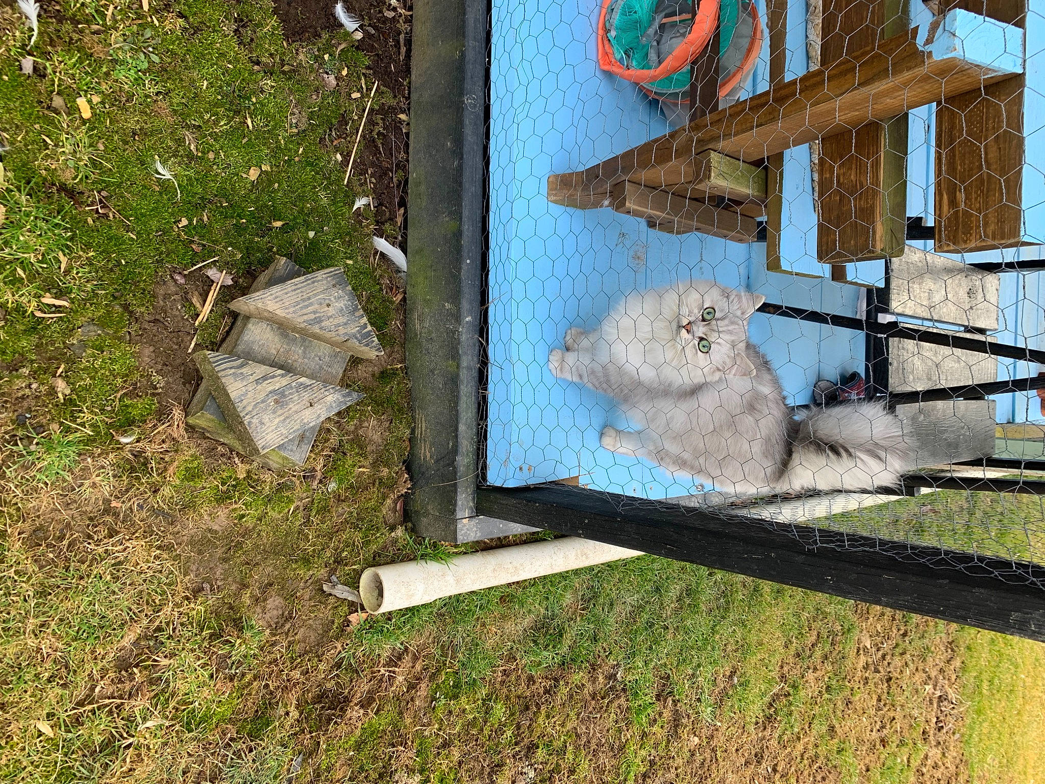 Charlie is registered to the contest to win money with this photo: art, canidae, carnivore, chair, domestic_short_haired_cat, fawn, felidae, fur, grass, house, landscape, plant, small_to_medium_sized_cats, table, tail, tree, whiskers, wildlife, wood, yard