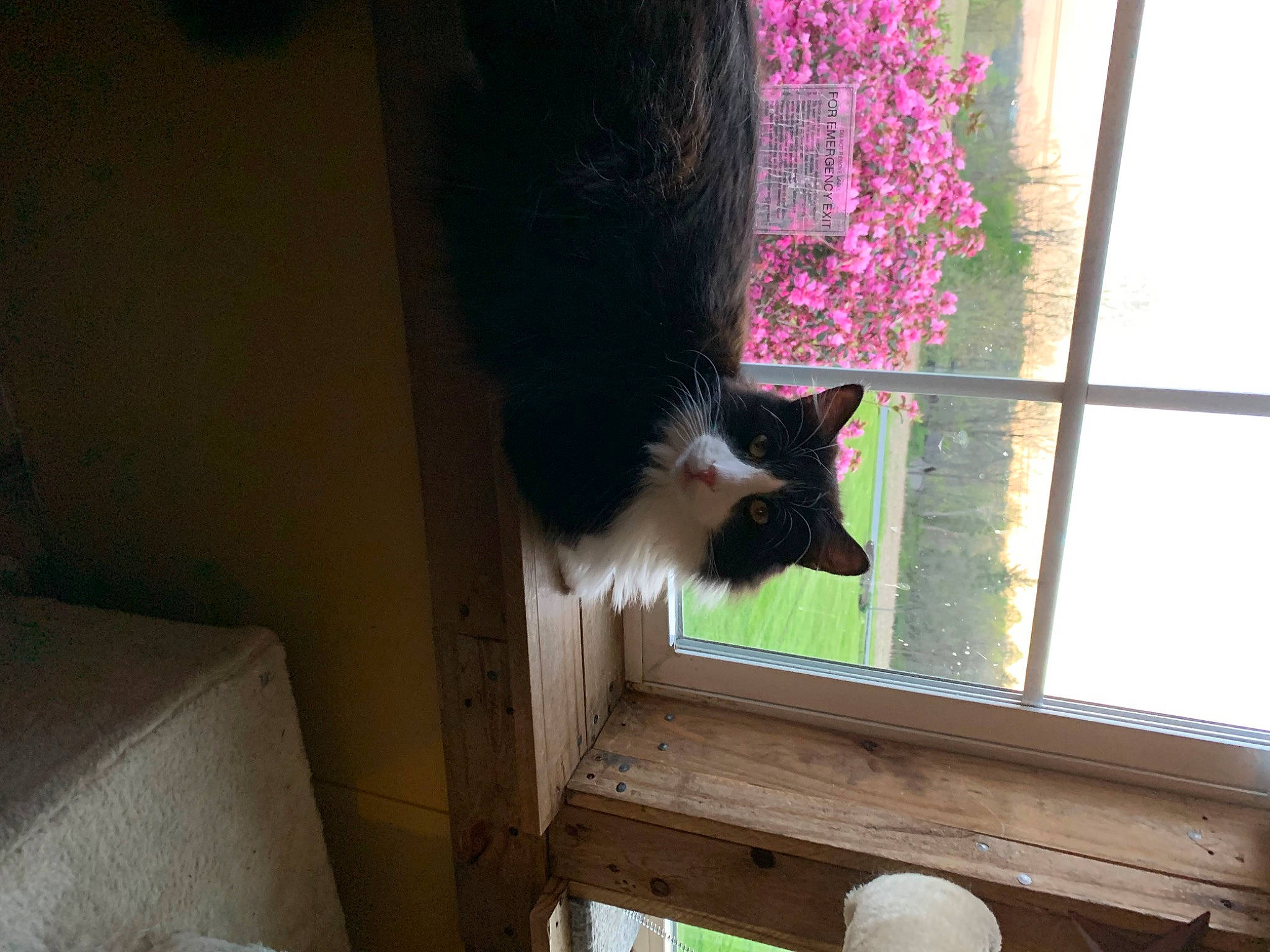 Pudge is registered to the contest to win money with this photo: carnivore, cat, felidae, fixture, flower, fur, magenta, plant, sash_window, small_to_medium_sized_cats, tail, tints_and_shades, whiskers, window, wood