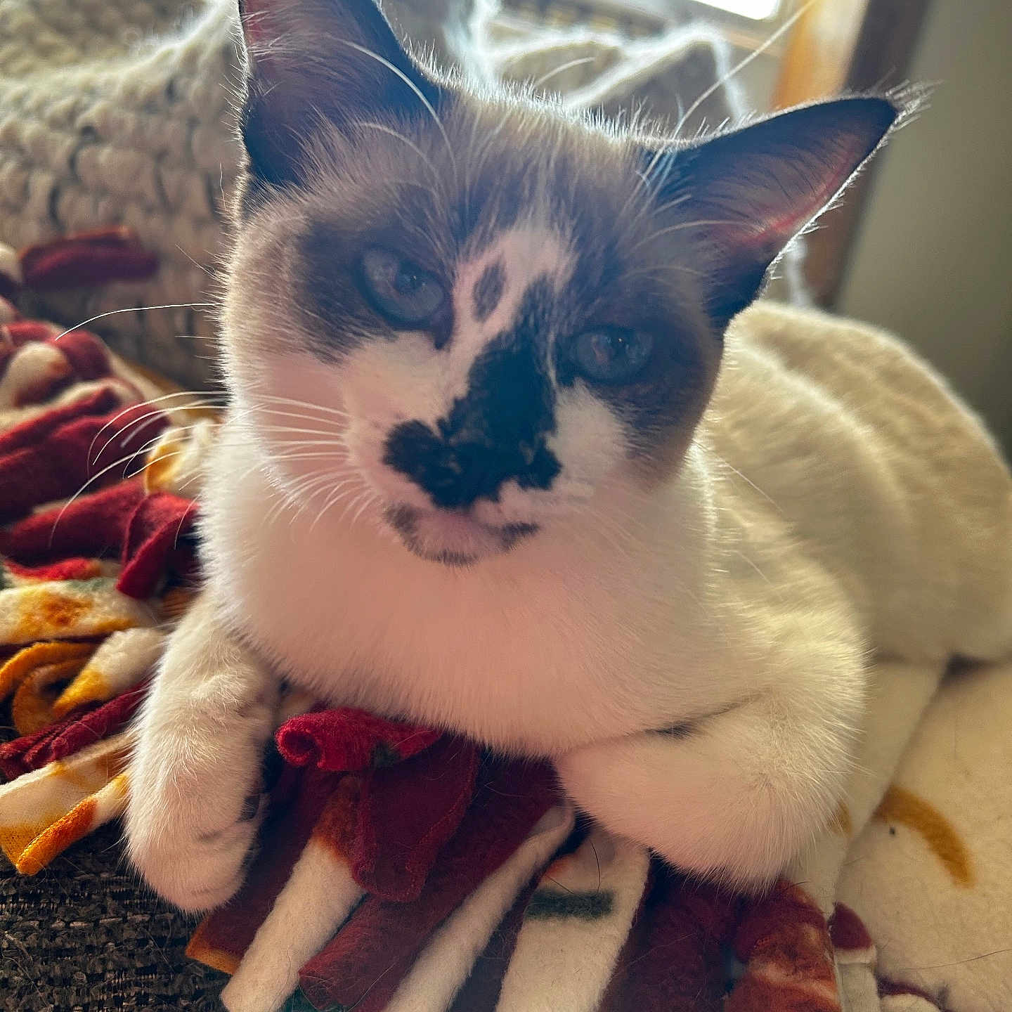 Foxy Lady joined the competition — help win amazing prizes! abyssinian, animal, blanket, cat, chair, couch, furniture, homedecor, indoors, kitten, linen, manx, person, pet, plush, quilt, siamese, sleeping, towel, toy
