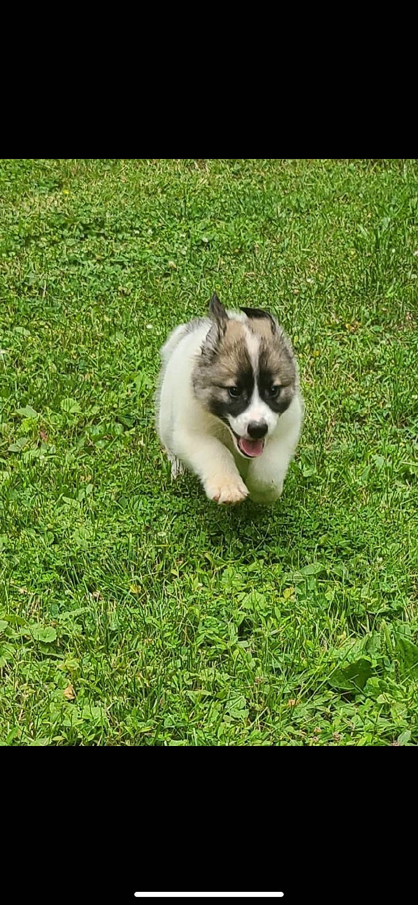 Jaeger joined the competition — help win amazing prizes! canidae, carnivore, cat, companion_dog, dog_breed, domestic_short_haired_cat, felidae, fur, grass, grassland, groundcover, herbaceous_plant, lawn, paw, plant, small_to_medium_sized_cats, tail, terrestrial_animal, whiskers