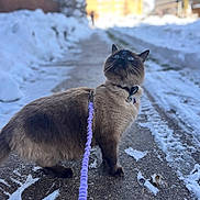 Ocean joined the competition — help win amazing prizes! cat, siamese, leash, snow, winter, outdoor, blue_eyes, whiskers, side_view, path, curious, feline, fur, collar, walking, animal, pet, daylight, street, cold