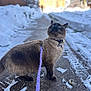 cat, siamese, leash, snow, winter, outdoor, blue_eyes, whiskers, side_view, path, curious, feline, fur, collar, walking, animal, pet, daylight, street, cold