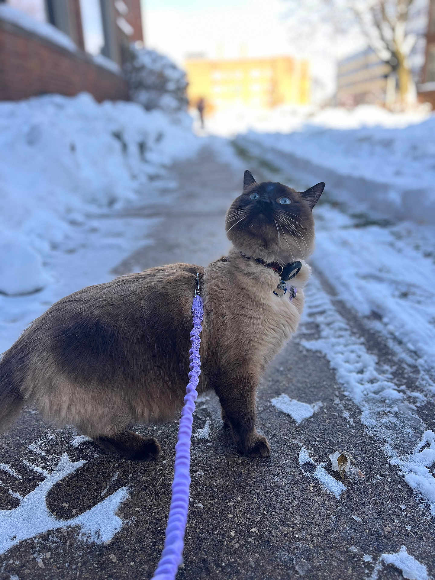 Ocean joined the competition — help win amazing prizes! cat, siamese, leash, snow, winter, outdoor, blue_eyes, whiskers, side_view, path, curious, feline, fur, collar, walking, animal, pet, daylight, street, cold