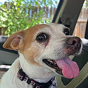 Penny joined the competition — help win amazing prizes! animal, brown_and_white, canine, car_interior, close_up, collar, cute, dog, domestic_animal, ears, friendly, fur, happy, metal_tag, outdoor_light, panting, pet, seat, tongue_out, vehicle_window