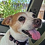 animal, brown_and_white, canine, car_interior, close_up, collar, cute, dog, domestic_animal, ears, friendly, fur, happy, metal_tag, outdoor_light, panting, pet, seat, tongue_out, vehicle_window