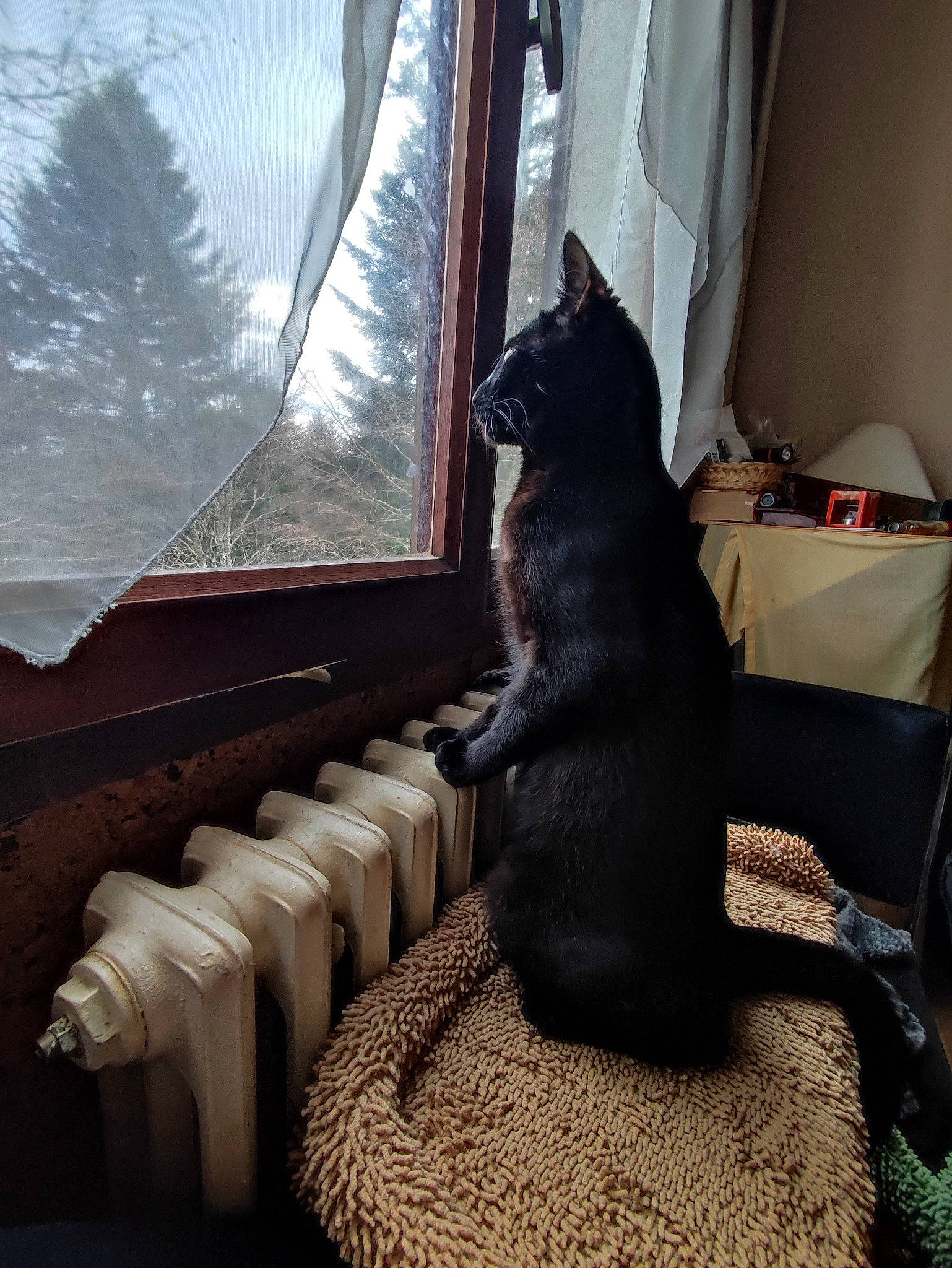Don Diego participe au concours pour gagner de l'argent avec cette photo : carnivore, cat, comfort, curtain, felidae, floor, flooring, fur, grey, house, mammal, plant, room, small_to_medium_sized_cats, tail, tints_and_shades, tree, whiskers, window, wood