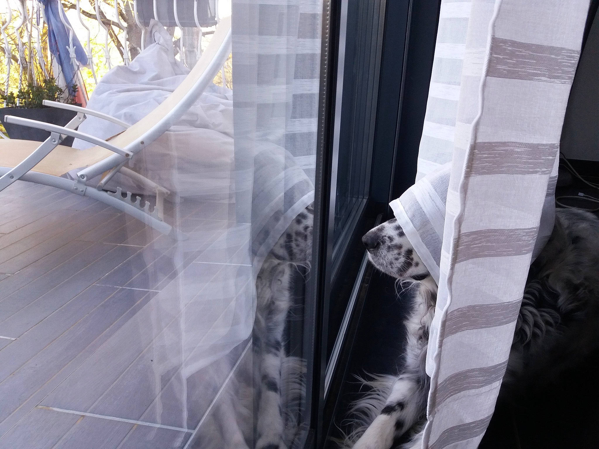Gringo participe au concours pour gagner de l'argent avec cette photo : curtain, daylighting, floor, flooring, formal_wear, glass, handrail, human_leg, metal, pattern, reflection, room, stairs, textile, transparent_material, tree, vehicle_door, window, winter, wood