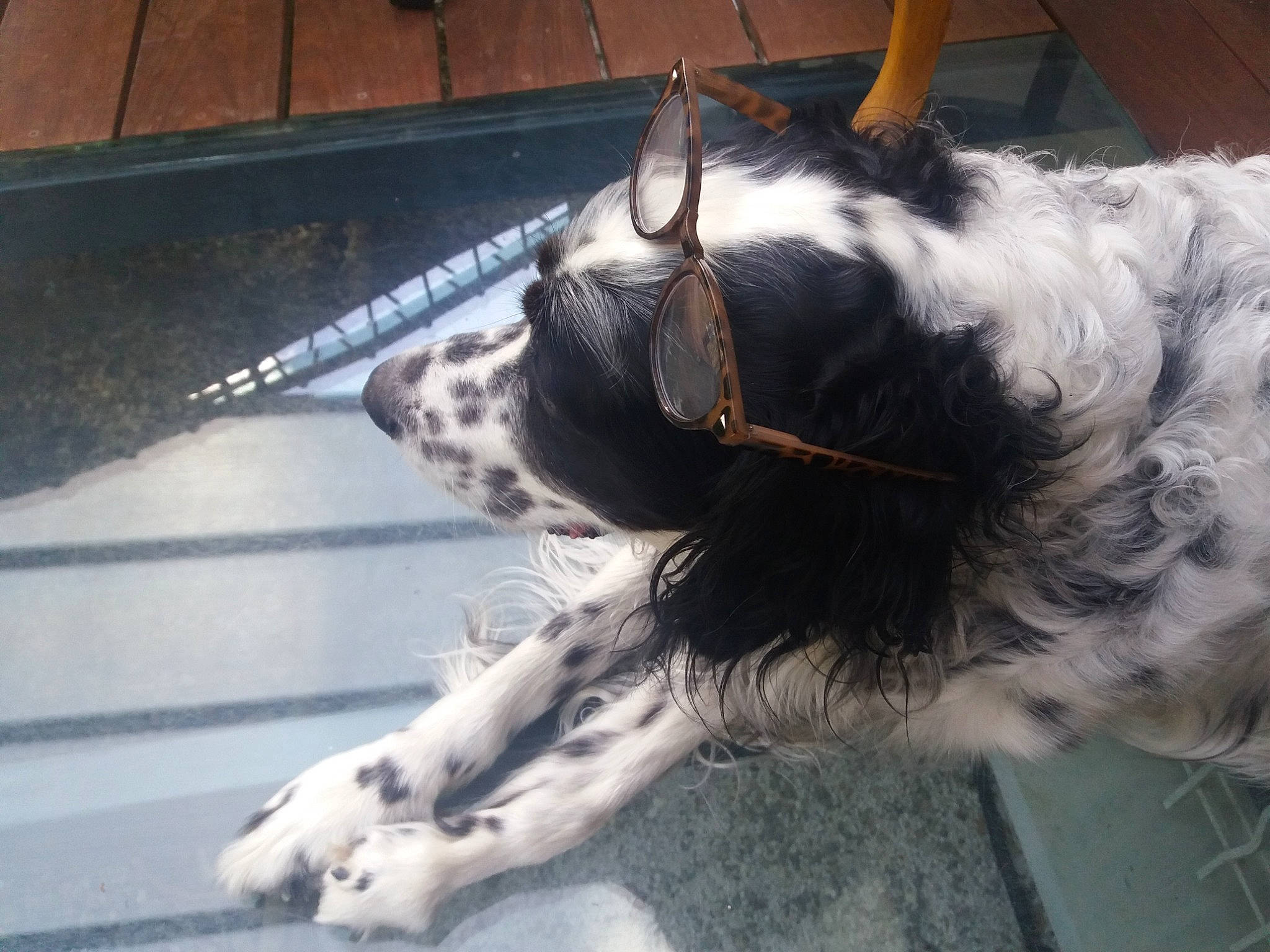 Gringo a rejoint le concours — aidez-le/la à gagner de superbes lots ! canidae, carnivore, collar, companion_dog, dog, dog_breed, dog_collar, fur, human_leg, liver, livestock, metal, paw, pet_supply, snout, sporting_group, tail, terrestrial_animal, whiskers, working_animal