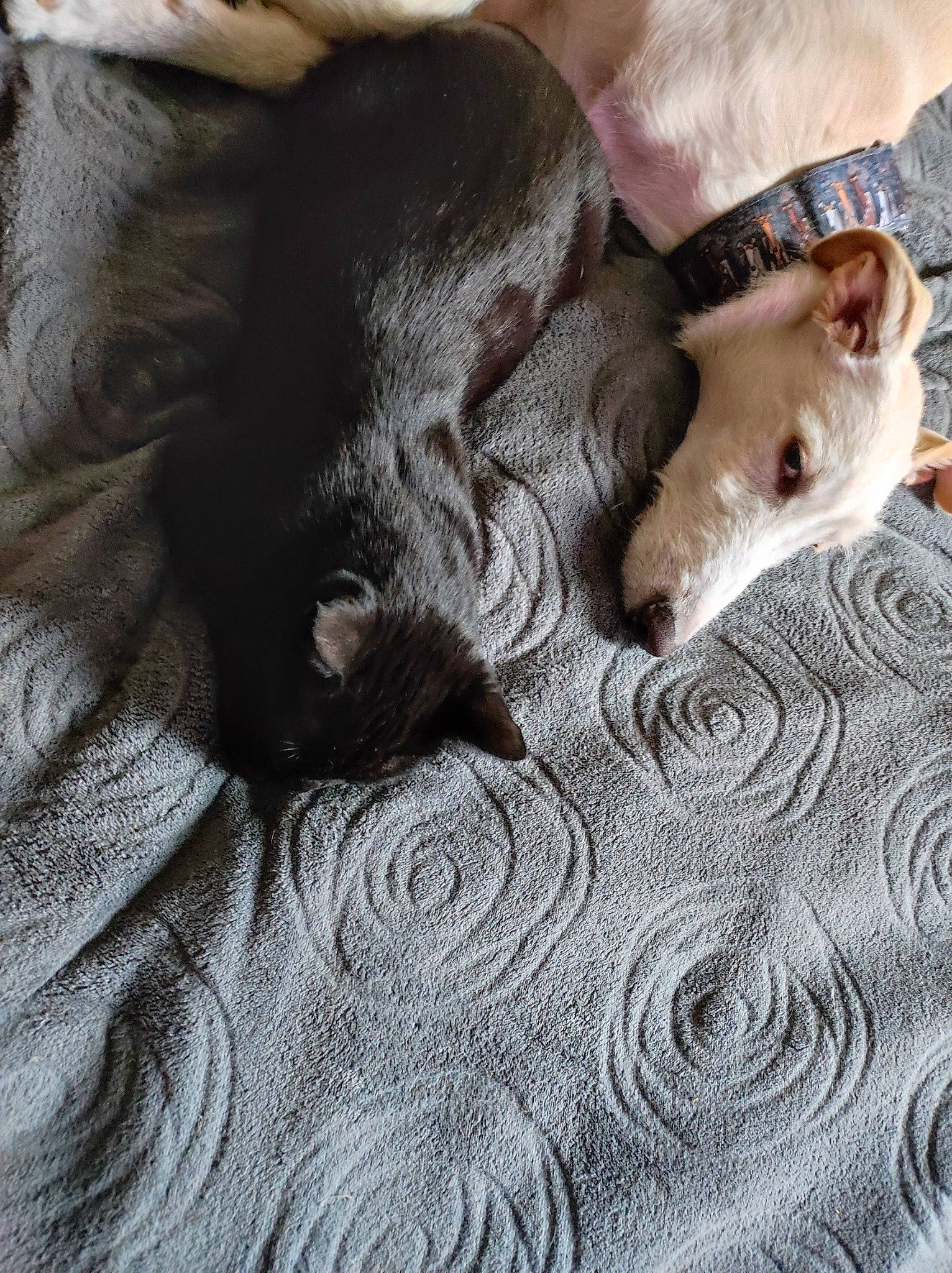 Louis Loulou a rejoint le concours — aidez-le/la à gagner de superbes lots ! carnivore, comfort, companion_dog, dog, dog_breed, fawn, fur, linens, liver, pattern, paw, sighthound, snout, sporting_group, tail, terrestrial_animal, toy_dog, whiskers, wood, working_animal