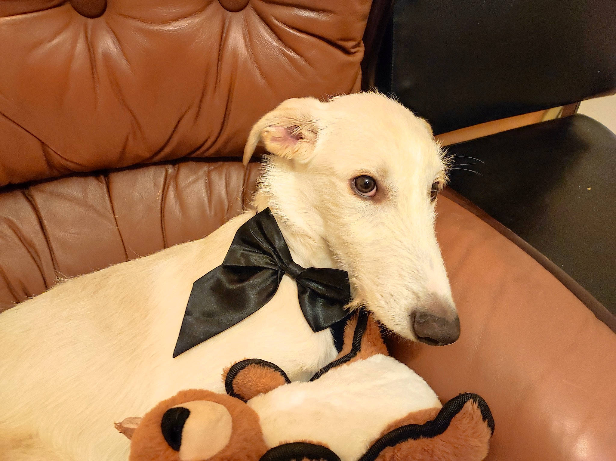 Louis Loulou a rejoint le concours — aidez-le/la à gagner de superbes lots ! canidae, carnivore, chair, collar, comfort, companion_dog, dog, dog_breed, dog_supply, fawn, furniture, magyar_agar, pet_supply, rampur_greyhound, sighthound, snout, sporting_group, terrestrial_animal, wood, working_animal