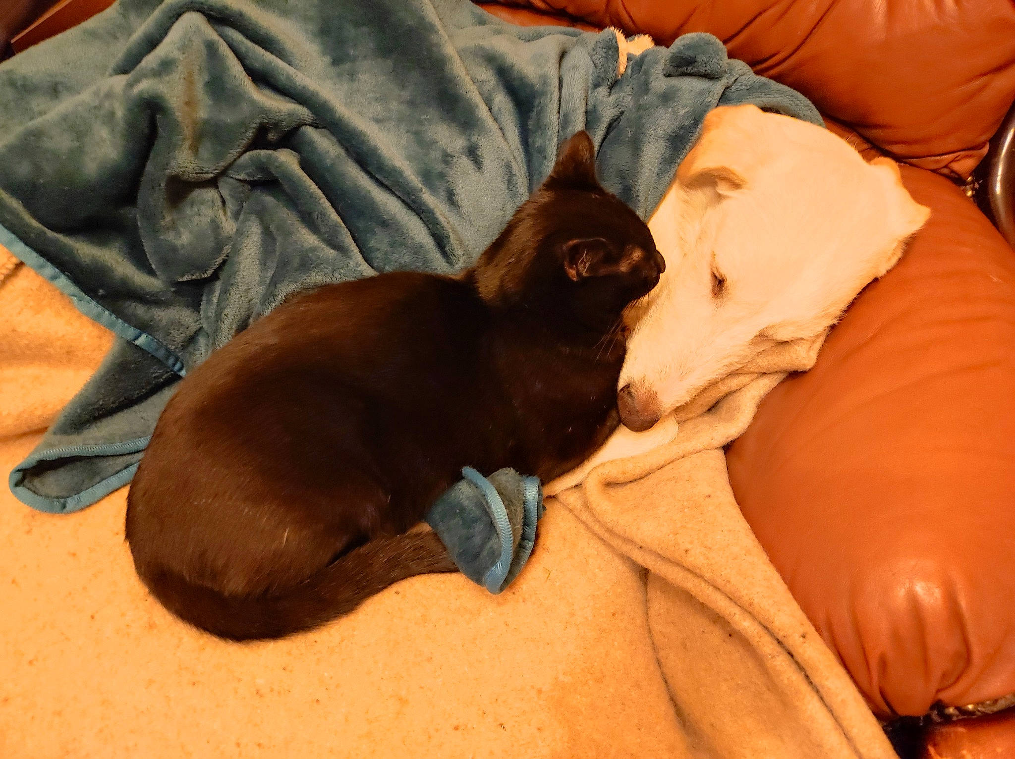 Louis Loulou a rejoint le concours — aidez-le/la à gagner de superbes lots ! bombay, brown, canidae, carnivore, cat, comfort, companion_dog, dog_breed, fawn, felidae, fur, linens, liver, small_to_medium_sized_cats, snout, sporting_group, tail, terrestrial_animal, whiskers, working_animal