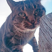 Gaïa participe au concours pour gagner de l'argent avec cette photo : alert, animal, cat, claws, climbing, close_up, curious, daylight, ears, fur, mammal, nature, outdoor, pet, portrait, sky, stripes, tabby, whiskers, wooden_fence