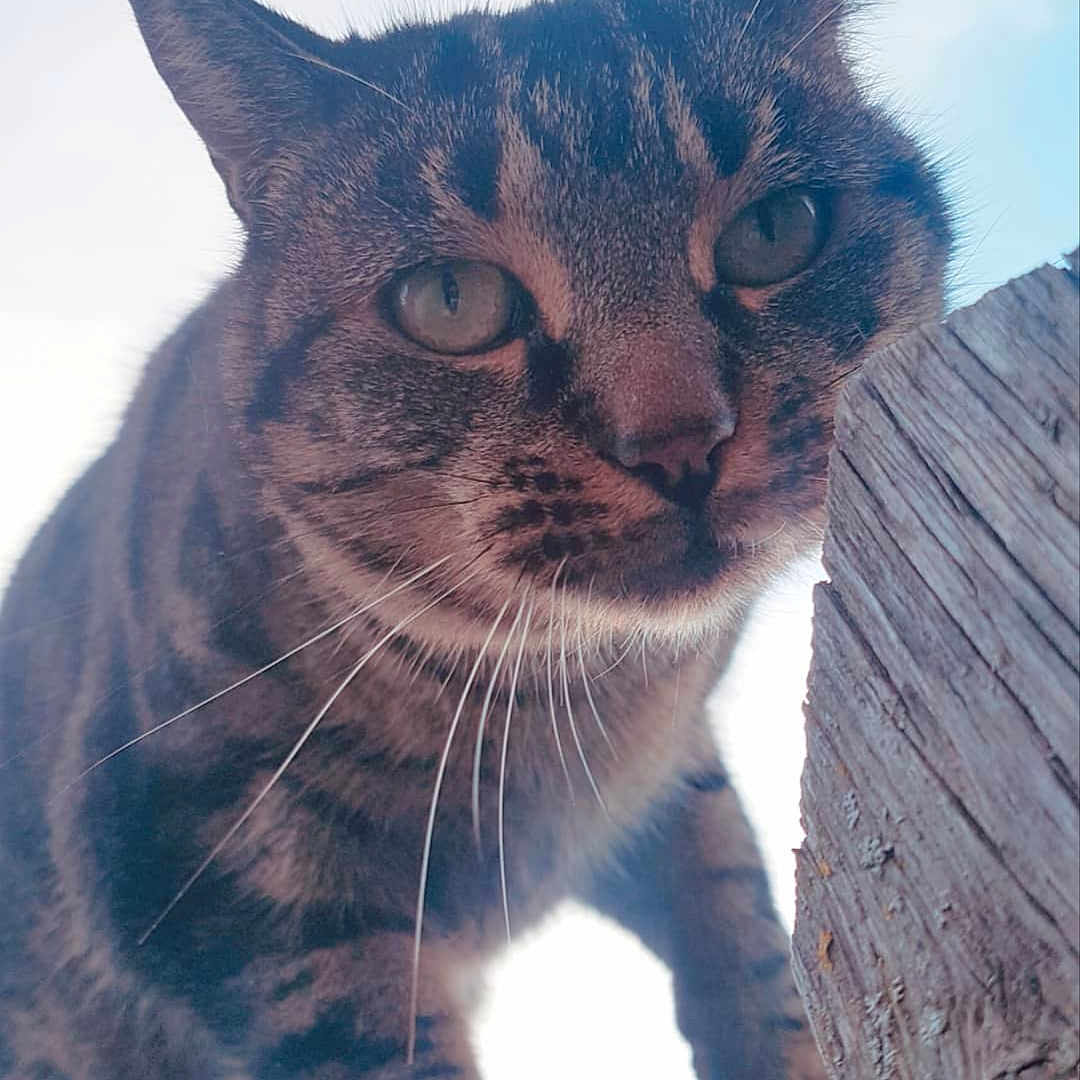 Gaïa participe au concours pour gagner de l'argent avec cette photo : alert, animal, cat, claws, climbing, close_up, curious, daylight, ears, fur, mammal, nature, outdoor, pet, portrait, sky, stripes, tabby, whiskers, wooden_fence