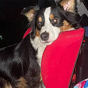 Naya a rejoint le concours — aidez-le/la à gagner de superbes lots ! dog, puppy, tricolor, black_and_white, brown, fluffy, long_hair, pointed_ears, animal, pet, car, vehicle, car_seat, red_seat, indoor, sitting, portrait, flash_photography, colorful_fabric, travel