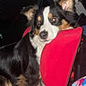 dog, puppy, tricolor, black_and_white, brown, fluffy, long_hair, pointed_ears, animal, pet, car, vehicle, car_seat, red_seat, indoor, sitting, portrait, flash_photography, colorful_fabric, travel