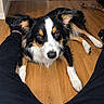 dog, border_collie, tri_color, long_hair, fluffy, lying_down, staring, portrait, pet, indoor, wooden_floor, home, rope_toy, black_white_tan, paws, ears, nose, animal, perspective, playful