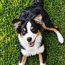 dog, border_collie, black_and_white, tricolor, fluffy, long_hair, lying_down, grass, lawn, clover, outdoor, garden, happy, smiling, open_mouth, pointed_ears, tail, pet, portrait, daylight