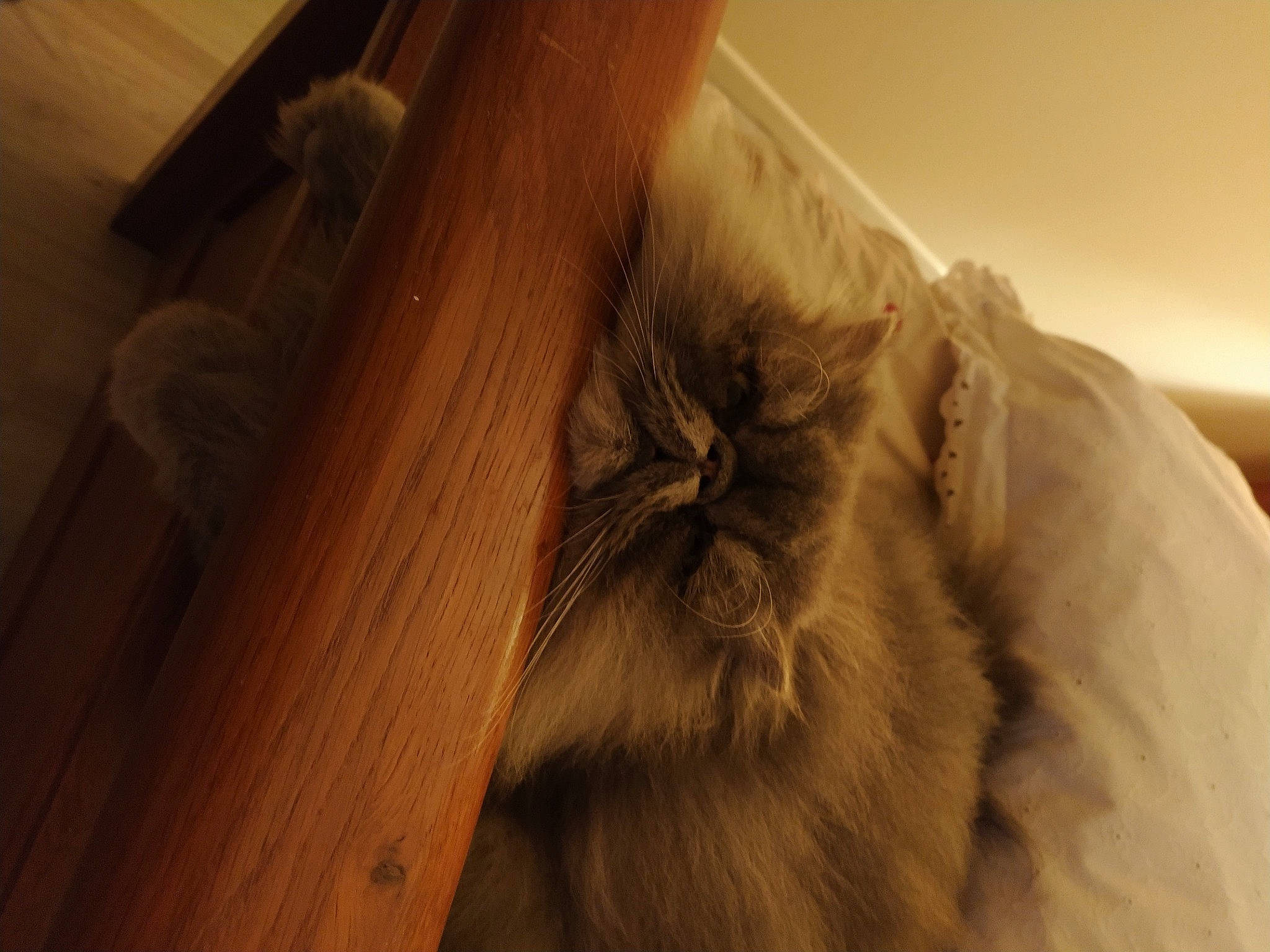 Rolex participe au concours pour gagner de l'argent avec cette photo : beard, canidae, carnivore, cat, comfort, fawn, felidae, flooring, fur, hardwood, house, room, small_to_medium_sized_cats, snout, sporting_group, tail, tints_and_shades, whiskers, wood, wood_stain