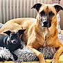 Alma participe au concours pour gagner de l'argent avec cette photo : dog, canine, pet, animal, indoor, resting, fluffy_blanket, brown_dog, black_dog, companion, laying_down, cozy, domestic_animal, two_dogs, fur, cute, relaxed, alert, friendship, home