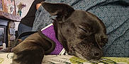 Alma participe au concours pour gagner de l'argent avec cette photo : dog, sleeping, indoor, purple_harness, black_dog, person, blurred_background, table, patterned_surface, resting, pet, closeup, cozy, domestic, animal, fur, calm, relaxation, companion, home