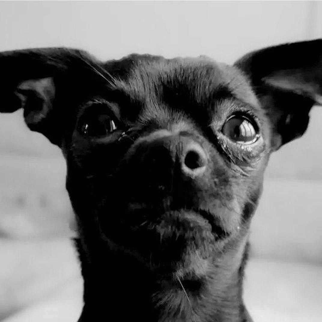 Alma participe au concours pour gagner de l'argent avec cette photo : animal, background_blur, black_and_white, canine, close_up, cute, dog, ears, expression, eyes, face, fur, head, indoor, looking, muzzle, pet, portrait, small_dog, snout
