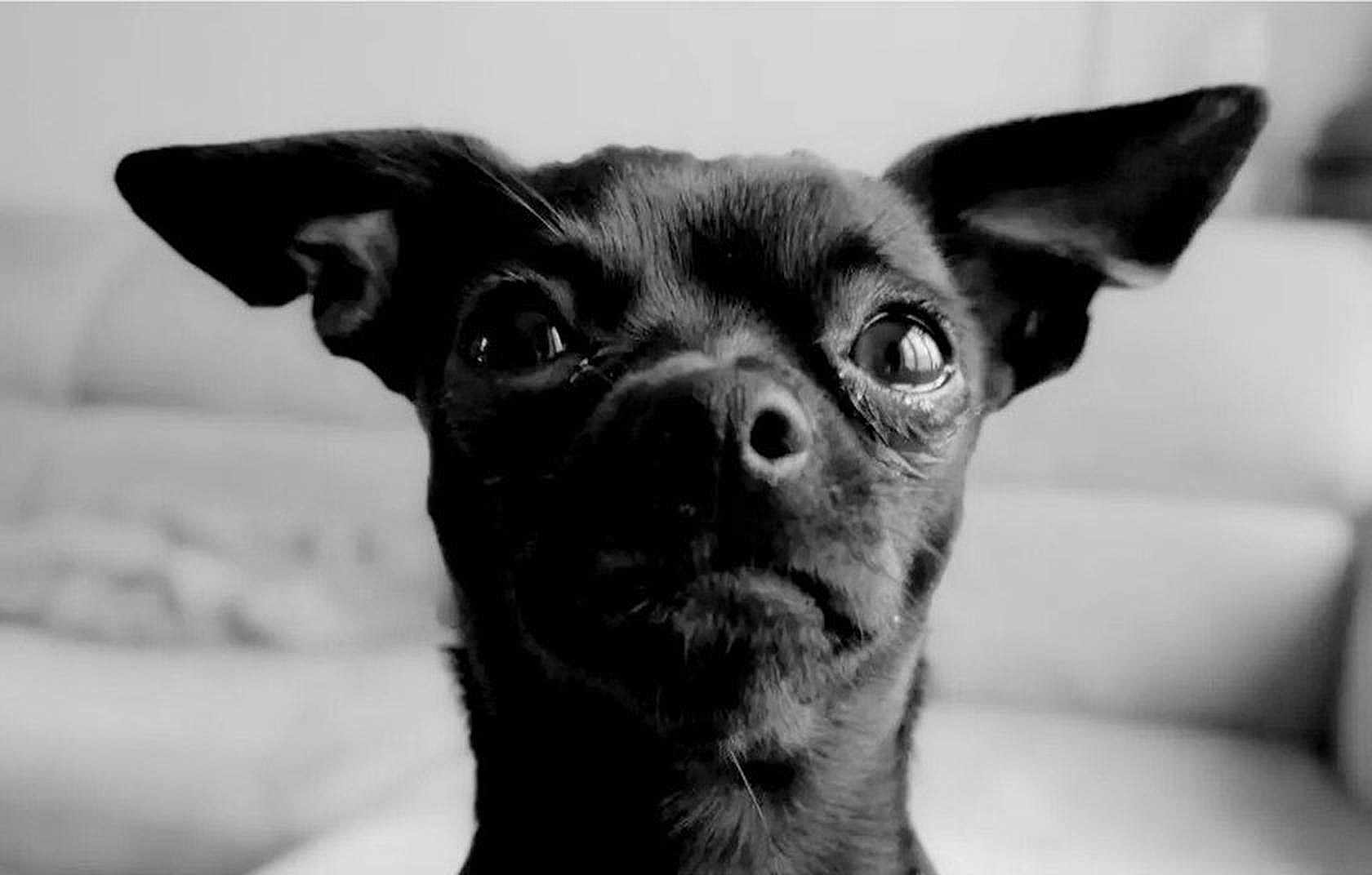 Alma participe au concours pour gagner de l'argent avec cette photo : dog, black_and_white, close_up, pet, ears, face, animal, indoor, canine, portrait, fur, small_dog, expression, looking, muzzle, snout, eyes, head, cute, background_blur